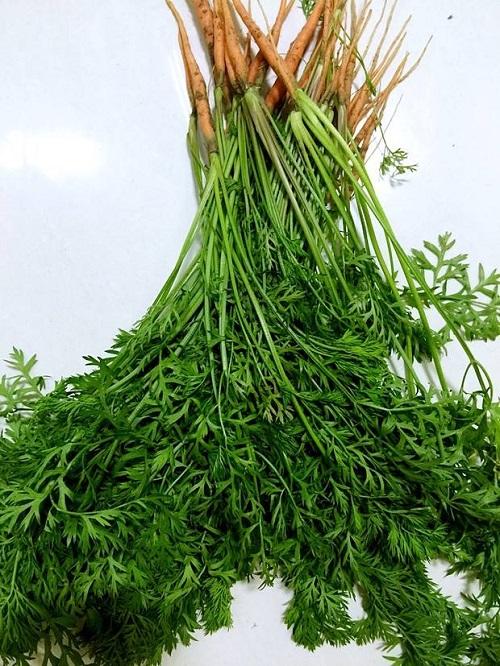 原来胡萝卜苗也可以吃!分享一种家人都爱的胡