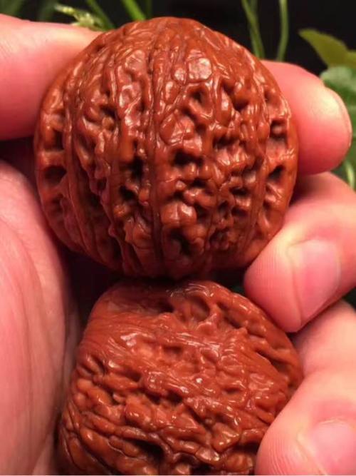 细聊绣球狮子头 这种核桃玩不红就弃坑吧