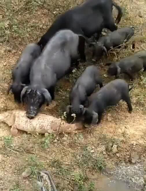 野猪活吃人图片