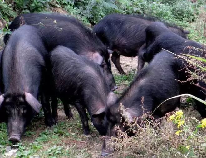 雏鹰农牧的9大奇谈:建豪华猪圈、搞电商平台、