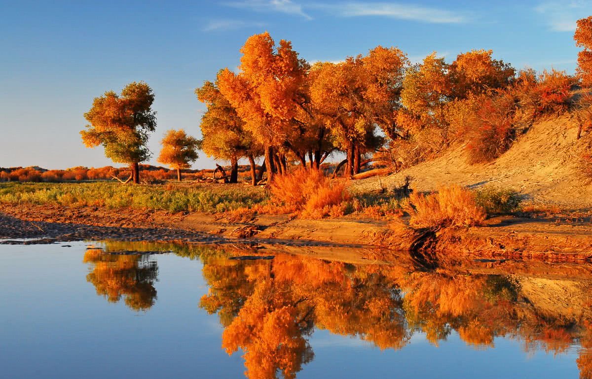 世界上最大的胡杨林，藏在新疆南部鲜有人知，秋天风景美如仙境_沙雅