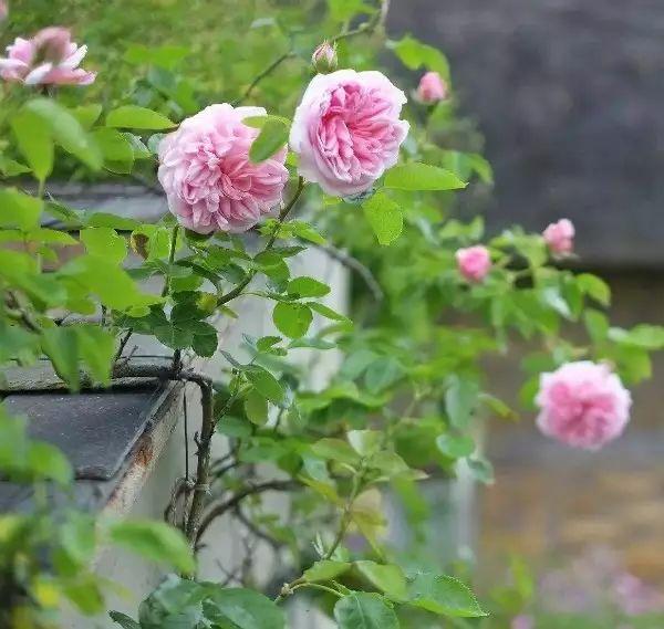 9月养花大全:庭院、地栽、盆栽、阳台种植、养