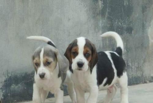 猎狗什么狗嗅觉最好?世界优秀猎犬十大排名!猜