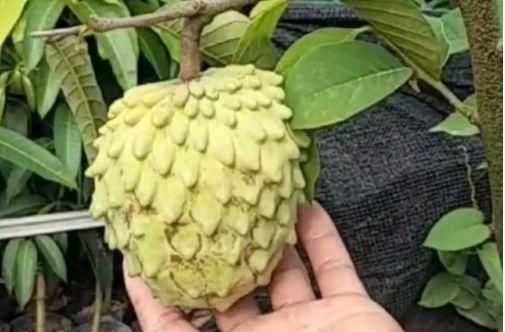 农民种植的假“荔枝”，亩产5千斤，每斤30元，年赚几十万！