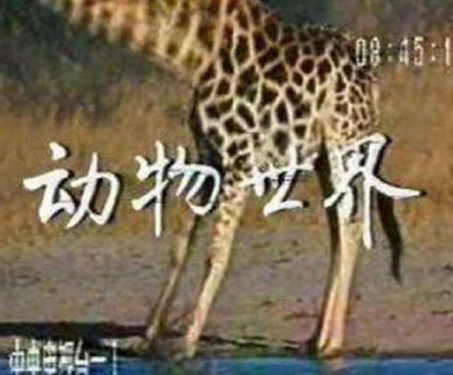 非洲最危险的职业,10年死了1000个人,受到了马