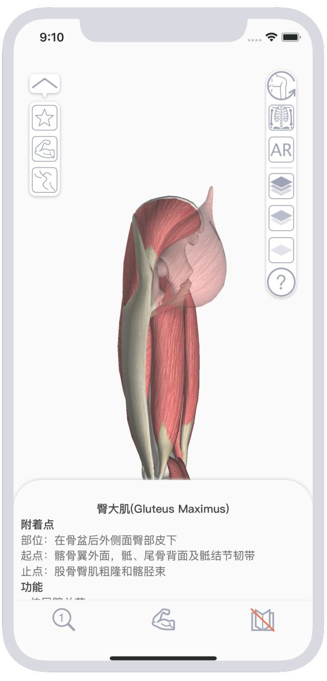 运动解剖APP-健身，运动解剖学与动作技巧详解