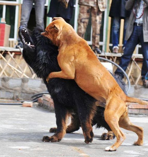 就算先发制人也不是对手,它毕竟是神兽|神兽|比特犬|藏獒_新浪新闻