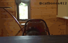 喵星人踢开对手的瞬间,效果堪比武侠大片!这个慢动作