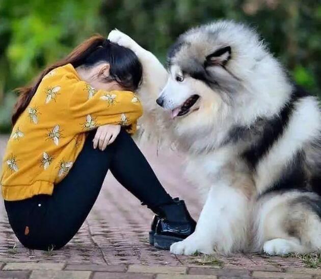 壁纸 动物 狗 狗狗 灵长目 630_549