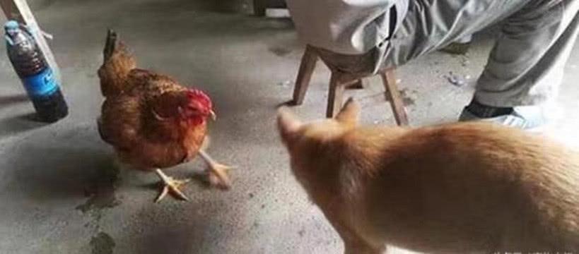 打鸡骂狗 新浪（移动端）