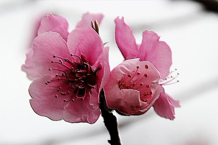 八字带桃花的人，比较花心