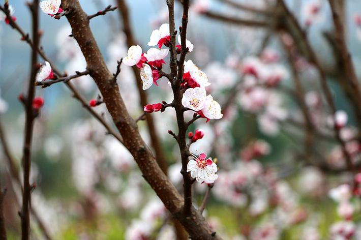 八字带桃花的人，比较花心