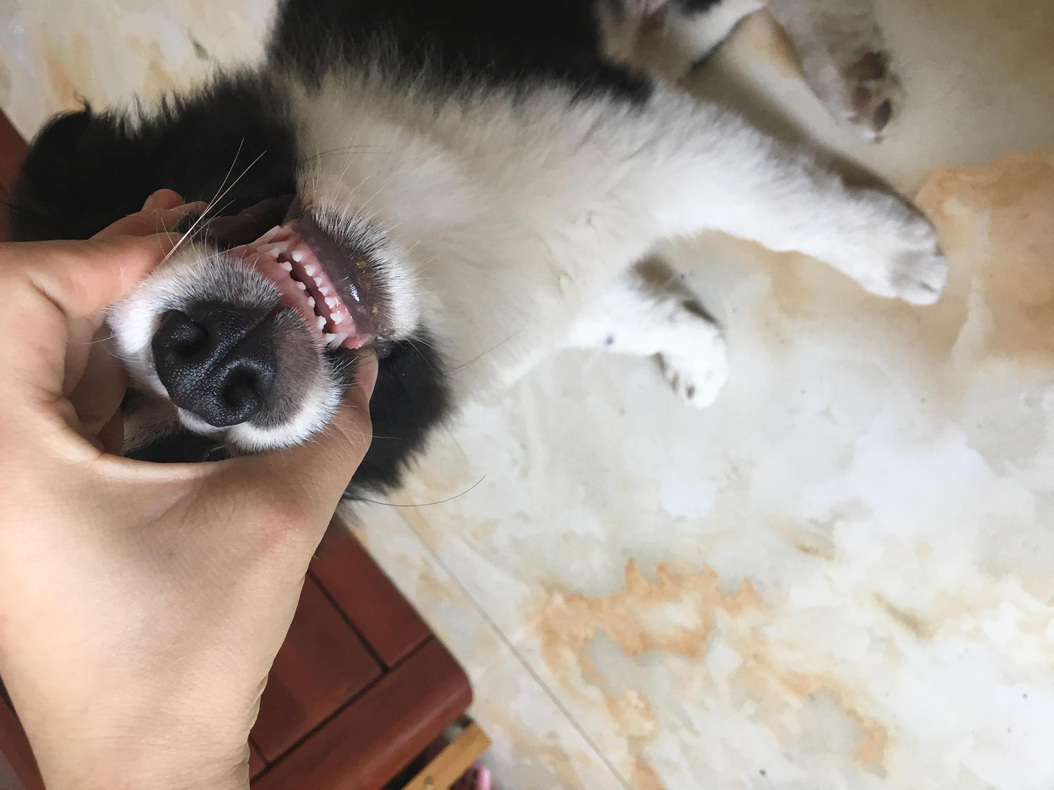 宠物狗牙齿如何清洁?5大方法帮狗狗进行牙齿清洁,保持牙齿健康