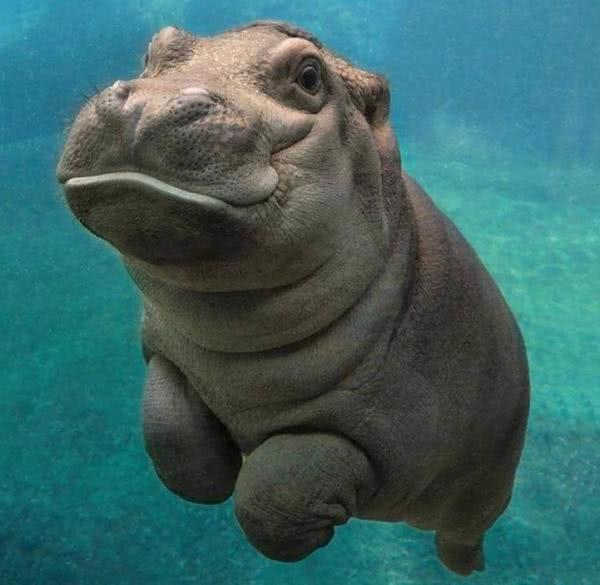 7个“挺有意思”的冷知识:世界真的很神奇,蜗牛的牙齿多到吓人