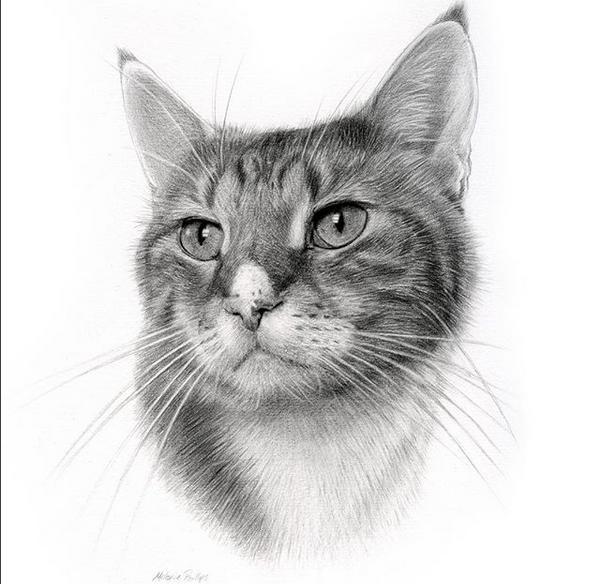 一只铅笔就能画出这些好看猫猫咪和狗狗,写实度堪比照片 好暖心