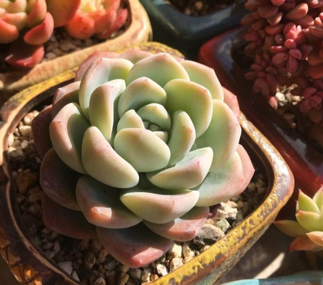 春季多肉植物养护要点,做到提前预防,防止多肉根部腐烂!