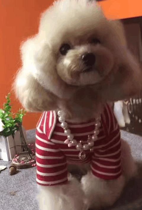 「宠物小知识」贵宾犬一天食量要求 一顿需要