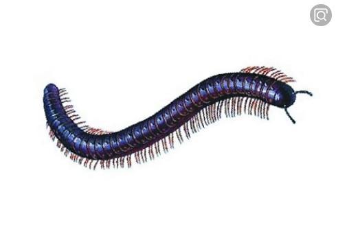 惊蛰,蛰虫惊而出走;这些会伤害宝宝的虫虫也开始蠢蠢欲动啦 惊蛰,蛰虫惊而出走;这些会伤害宝宝的虫虫也开始蠢蠢欲动啦