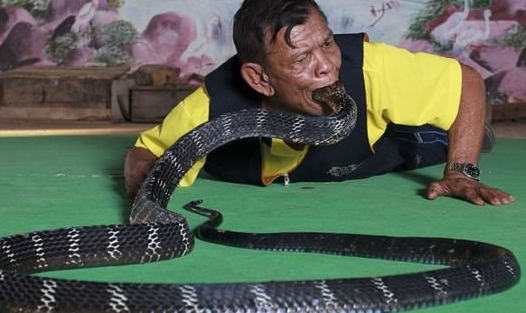 泰国神人, 表演活吞眼镜蛇.