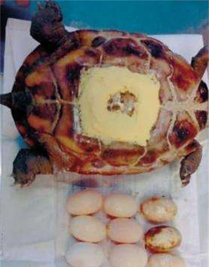 乌龟难产生不出蛋,需要立刻手术剖腹产!网友:看着都疼!
