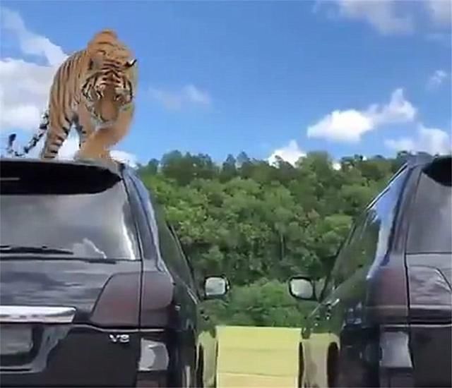 迪拜一土豪养宠物,给它两辆兰德酷路泽玩耍!网