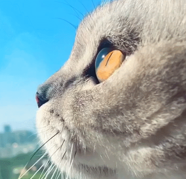 猫咪中的"完美侧脸",眼睛堪比"玻璃球",一举一动都令人迷醉