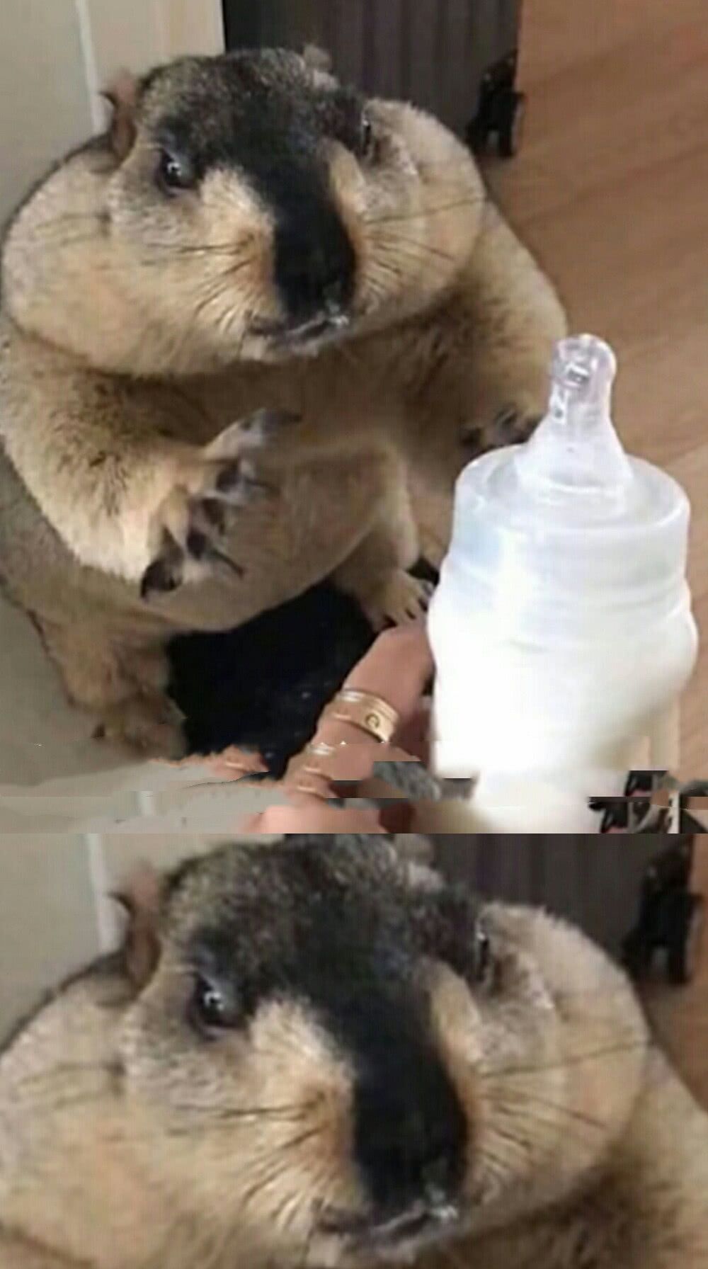 土拨鼠凭借呆萌可爱的还是,一下子在网上走路,动画一个下载的表情2018长相包走红年表情图片