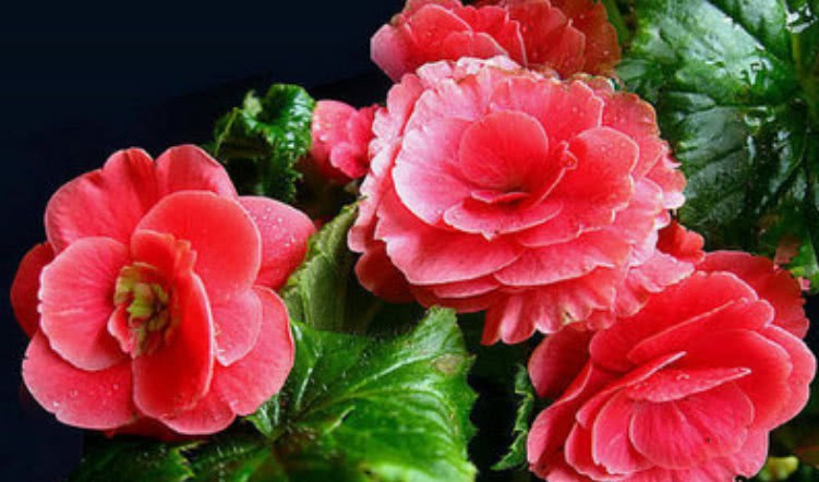 丽格海棠,广州园林绿化公司 丽格海棠,广州园林绿化公司