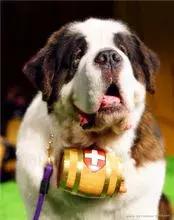 圣伯纳犬被称为瑞士的国宝