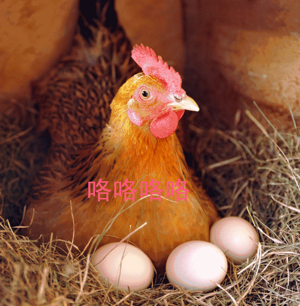 动物 鸡 591_603 gif 动态图 动图