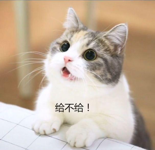 表情包:可爱猫咪撒娇表情包