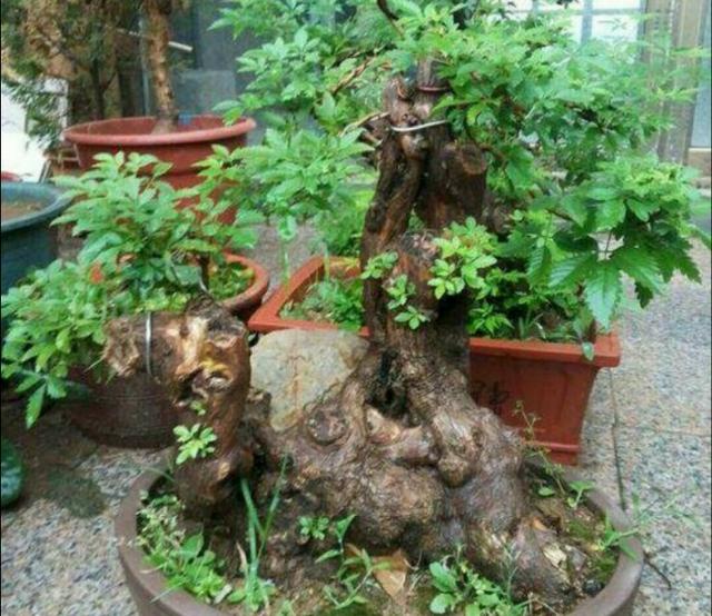 采挖野生树木桩做盆景要注意什么?如何才能提高野生桩的成活率呢