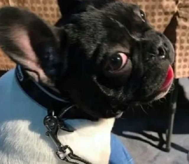 杨洋公开承认自己脱单了,心仪女孩不是郑爽,出