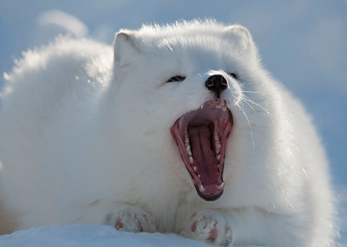网评全球基因变异的动物,第三神农架白化熊,第一位全球仅一只!