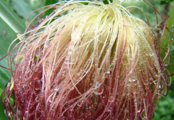 体检出尿酸偏高怎么降?用这4种食物熬汤喝,尿