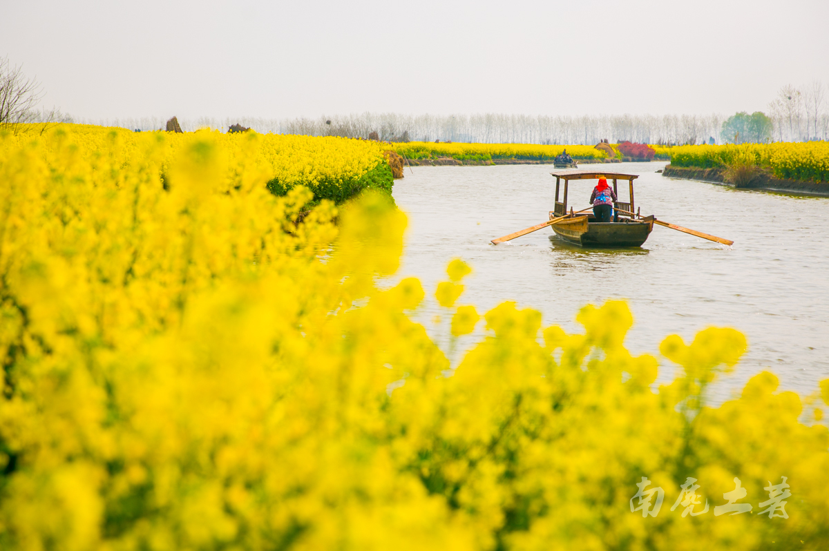 壮观，航拍全国最大的水上油菜花海