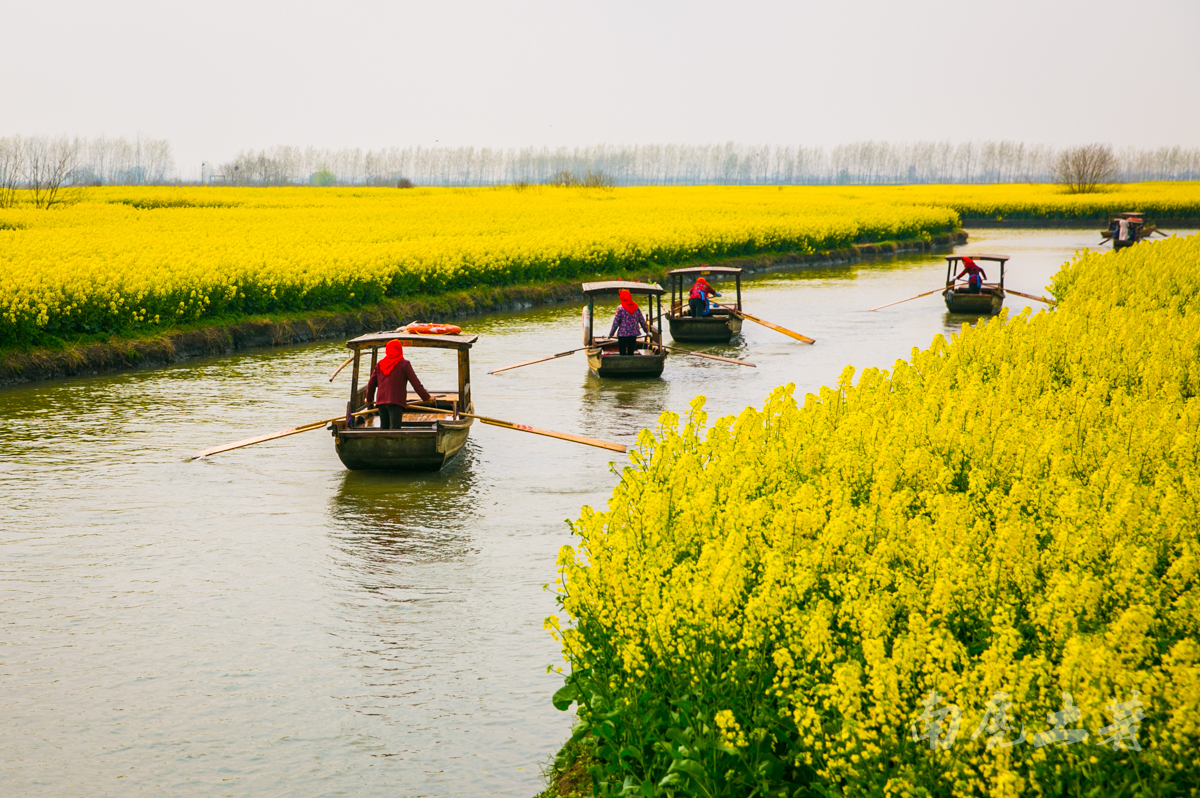 壮观，航拍全国最大的水上油菜花海