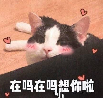 搞笑图片:情人节发给男朋友的表情包|想你|爱我|情人