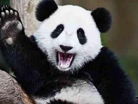 大熊猫表情真是绝了,它看待玩具的眼神,满满的都是爱啊!
