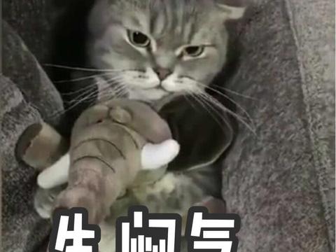 可爱猫咪表情包:一拳打洗你