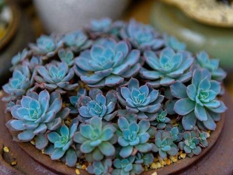 吃三井龙虎丸能多长时间看到效果?