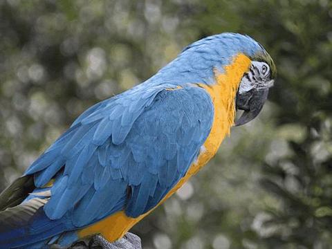 蓝黄金鹦鹉会说话吗，语言能力如何，该怎样喂养会更好