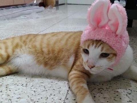 橘猫上厕所总是会发出奇怪的叫声,去医院检查结果太搞笑!