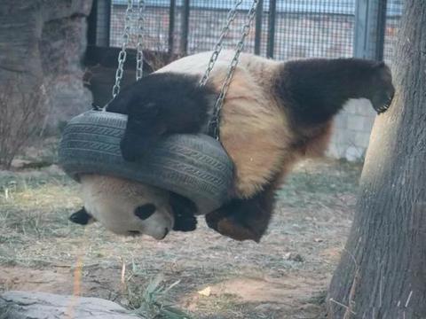 熊猫被轮胎卡住脑袋,尝试多次后仍被挂在半空,变成胖子后的无奈