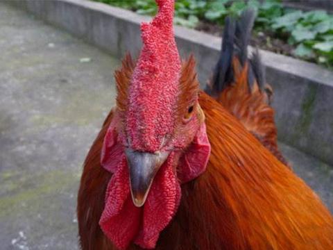 鸡冠蛇与墨蛇，这种传说中神奇生物真的存在吗？...
