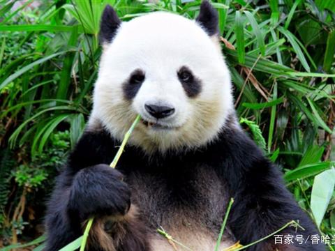 大熊猫吃竹子图片
