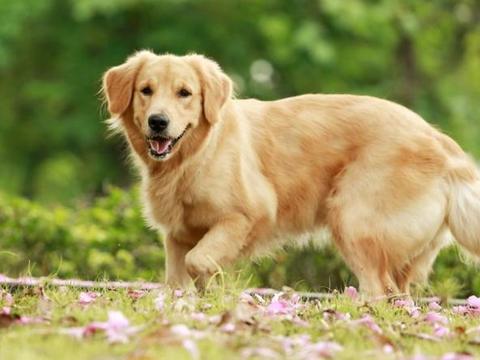 这6大习惯饲养金毛犬,会害了它!
