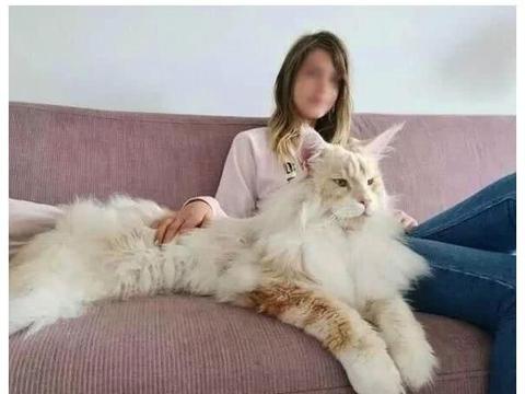 世界上最大的猫咪是这种,别被它体型蒙蔽了,它内心很公主风