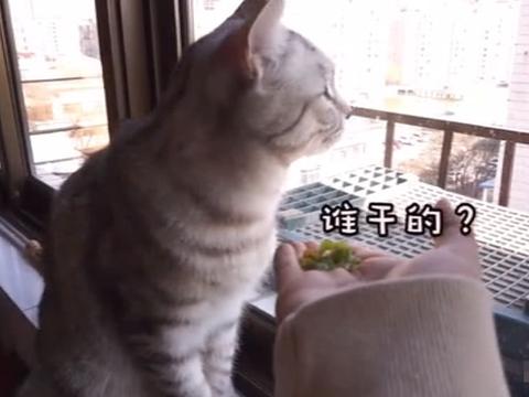 铲屎官带加菲猫去打疫苗,呆萌可爱模样连护士小姐姐都