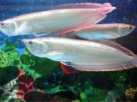 银龙鱼饲养指南 银龙鱼好养吗